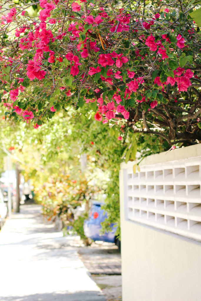 beautiful flowers in Key West | The Ultimate Key West, Florida Food and Travel Guide | key west travel guide | key west florida | key west travel diary | what to do in key west | where to eat in Key West | what to see in key west | everything you should do in key west | 